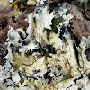 Perforated Ruffle Lichen