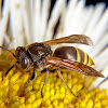 Honey wasp