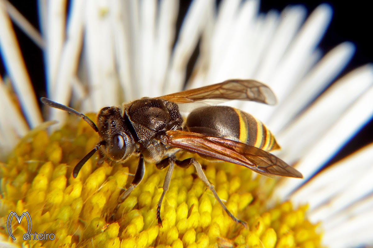 Honey wasp