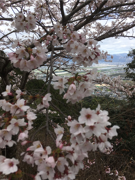 3008のプジョー3008・桜・花見・チェリーロードに関するカスタム事例の投稿画像4枚目
