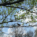 Northern mockingbird