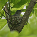 Blue-Gray Gnatcatcher