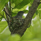 Blue-Gray Gnatcatcher