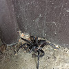 trapdoor spider