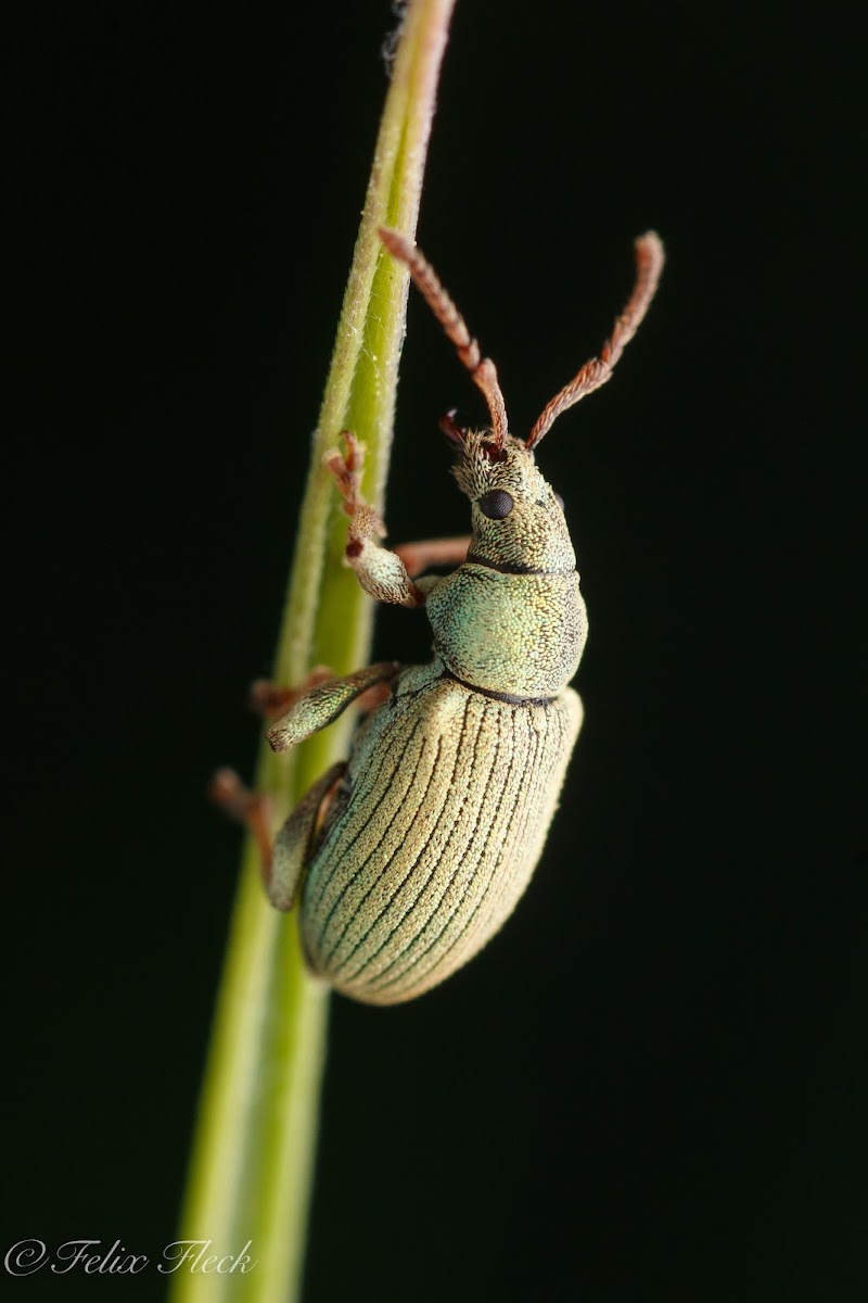 Small Green Nettle Weevil