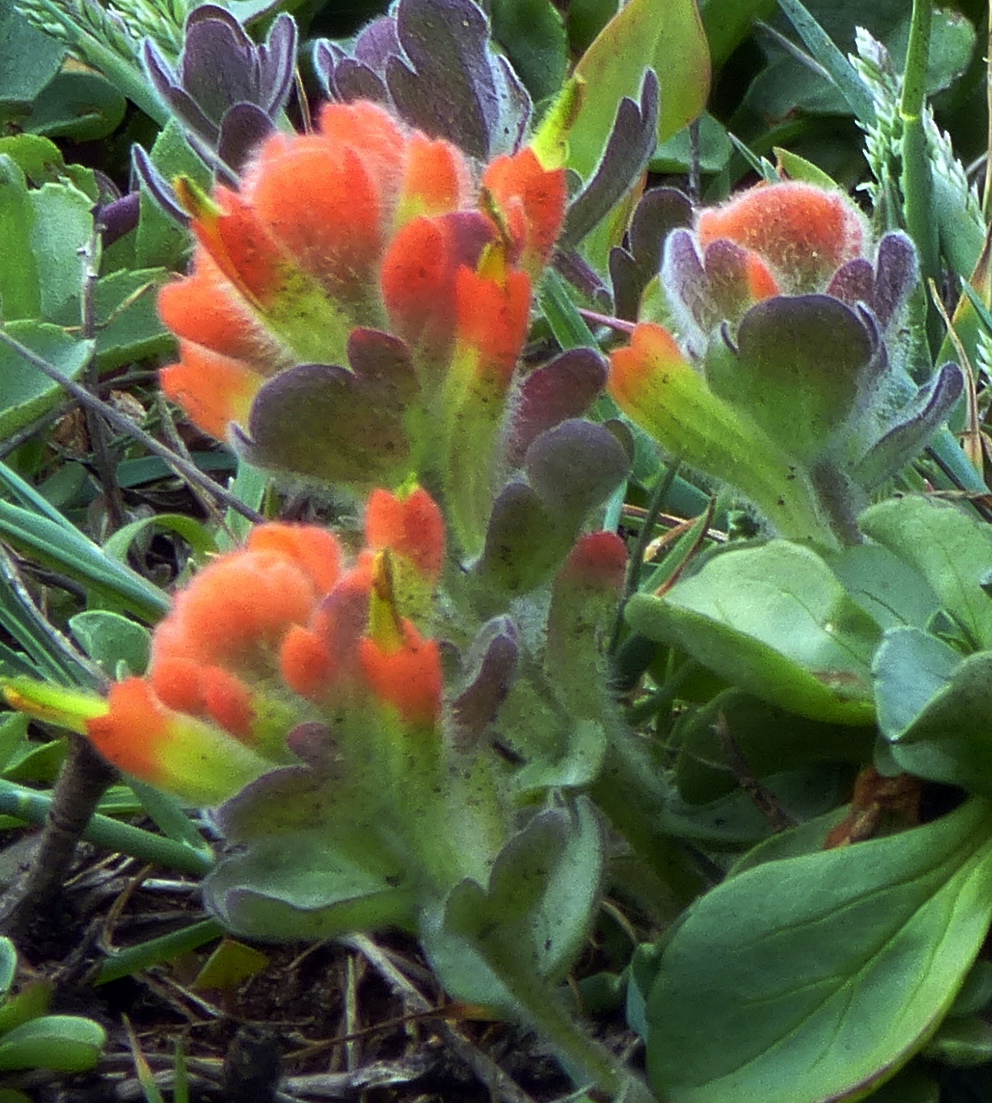 Mendocino Coast indian Paintbrush