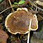 Dyer's Polypore