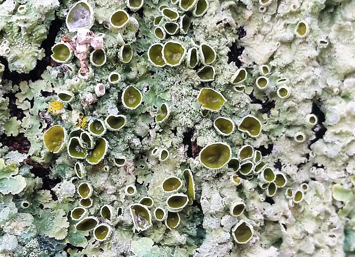 Smooth Axil-bristle Lichen