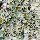 Smooth Axil-bristle Lichen