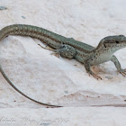 Iberian Wall Lizard