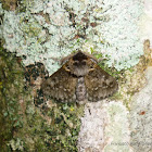 Lymantrid  Moth