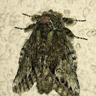 White-blotched Heterocampa Moth