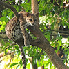 Belize Margay