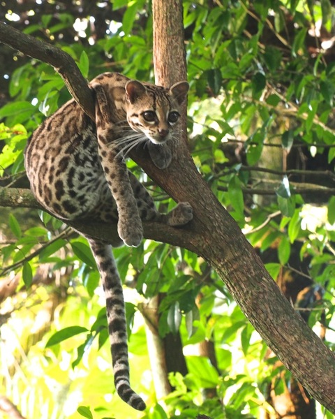 Belize Margay