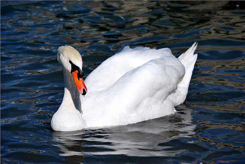 il cigno di manu70