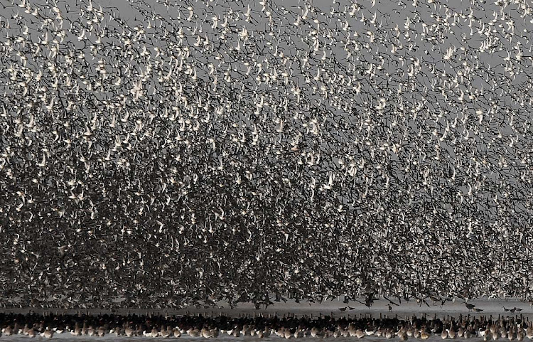 Thousands of wading birds form a murmuration as they fly onto dry sandbanks during the month's highest tide at The Wash estuary, near Snettisham in Norfolk, Britain, October 10, 2017.