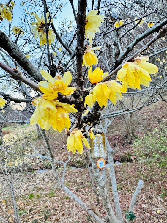 の投稿画像6枚目