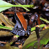 Mahogany Frog