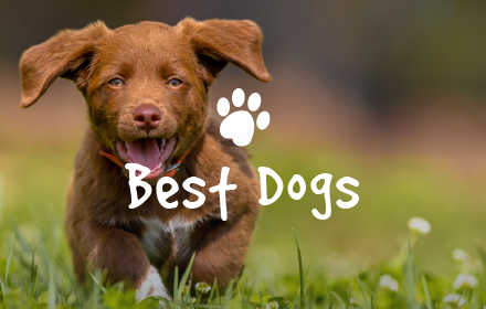 Best Dogs & Puppies New Tab Preview image 0