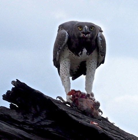 Martial Eagle