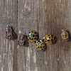 Multicolored Asian Lady Beetles and Pupas