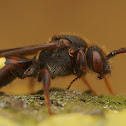 Nomada leucopthalma