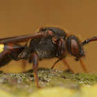 Nomada leucopthalma