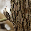 Brown Creeper