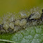 Caterpillar with parasites