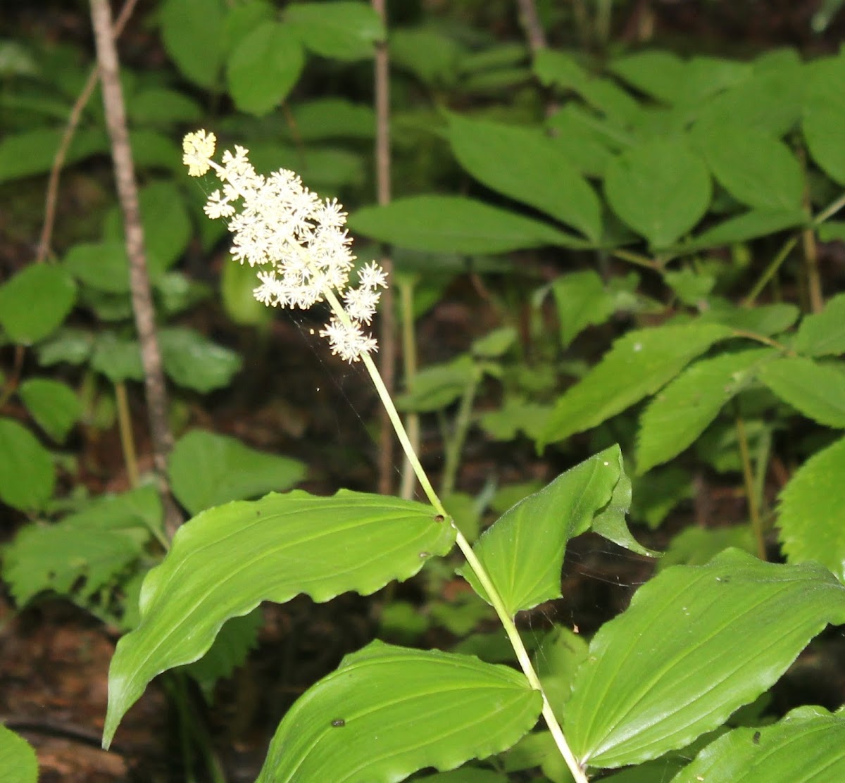 False Lily-of-the-Valley