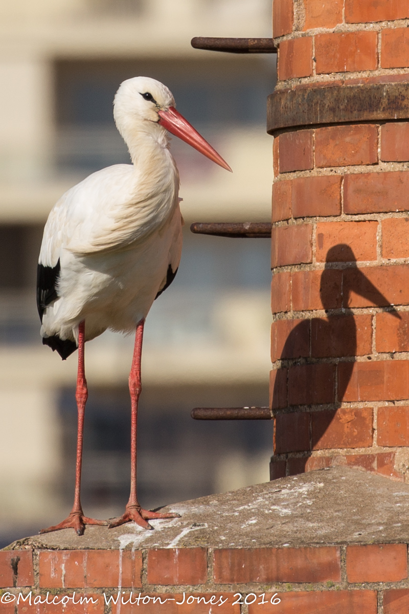 White Stork