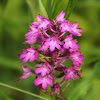 Pyramidal Orchid