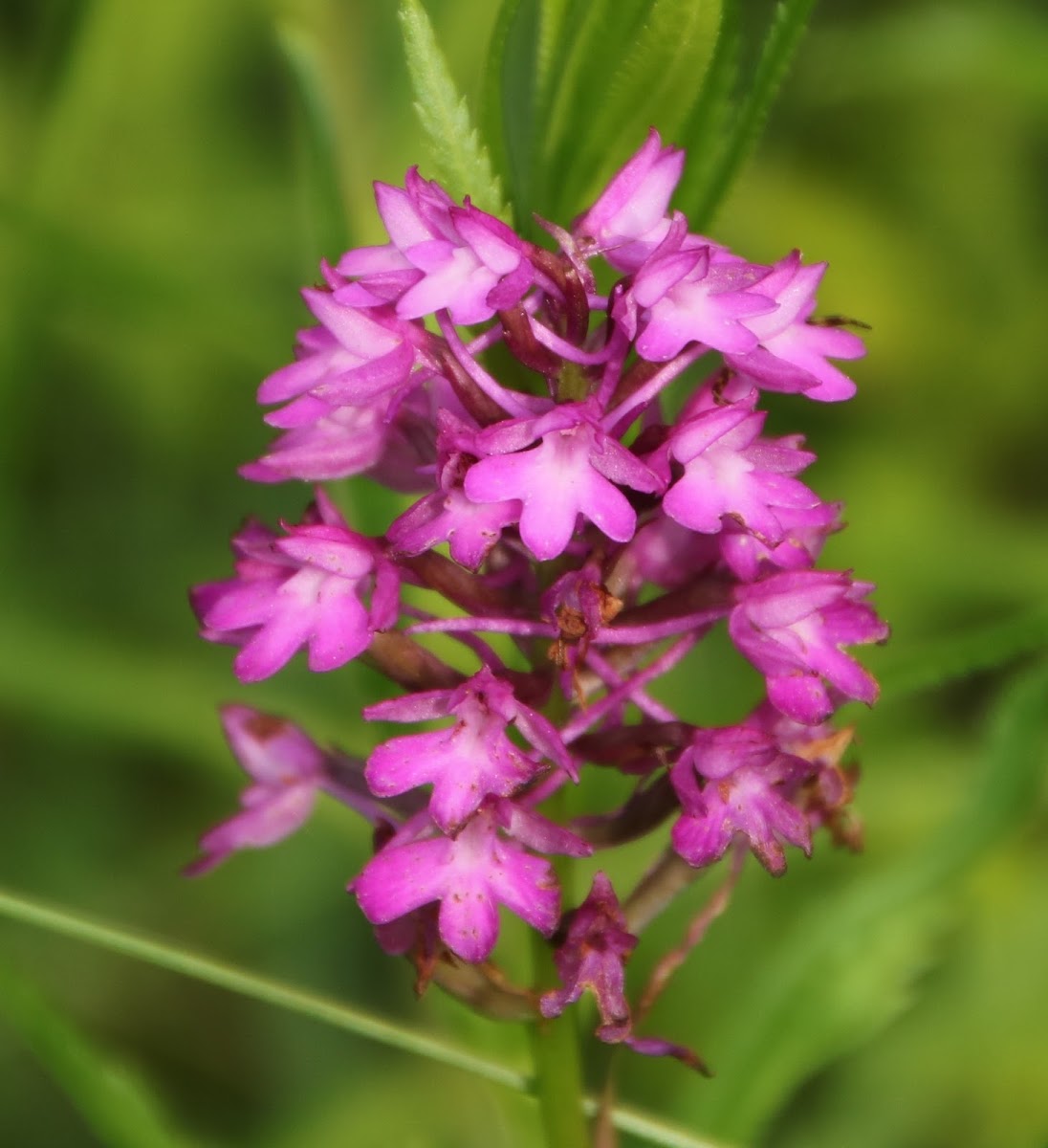 Pyramidal Orchid