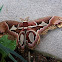 Rothschildia moth