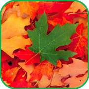 Fall Leaves Live Wallpaper 4K 5.0 Icon