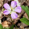 Wild Geranium