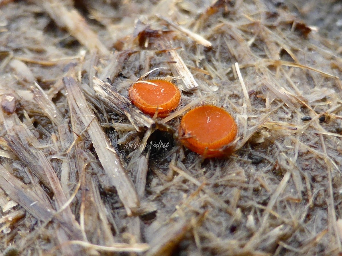 Eyelash Cup Fungus