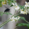 carpenter bee