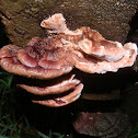 Bracket fungus