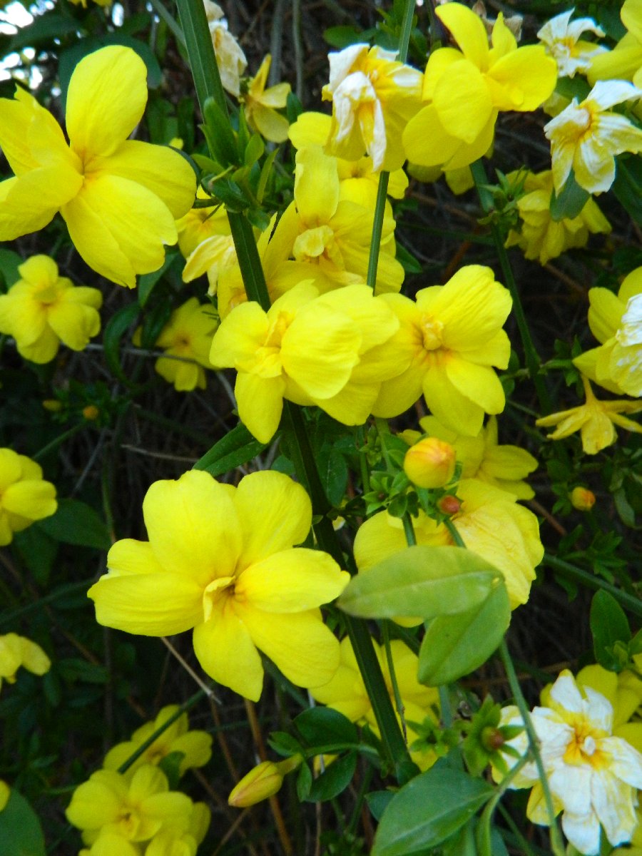 Japanese jasmine (Κίτρινο γιασεμί)