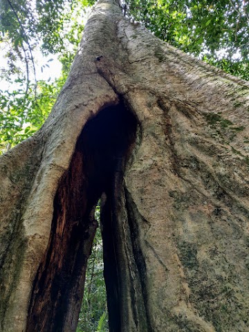 Bukit Bal Twin Trees