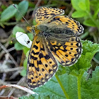 Pearl-bordered Fritillary