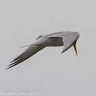 Little Tern; Charrancito