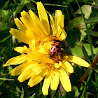 Pink-spotted Lady Beetle