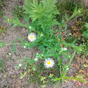 Oxeye daisy