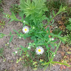 Oxeye daisy