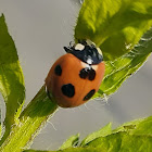 Seven-spot ladybird