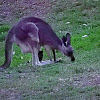 Eastern Grey Kangaroo(female and Joey)