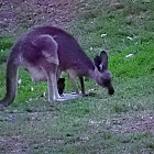 Eastern Grey Kangaroo(female and Joey)