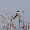 Iberian Azure-winged Magpie